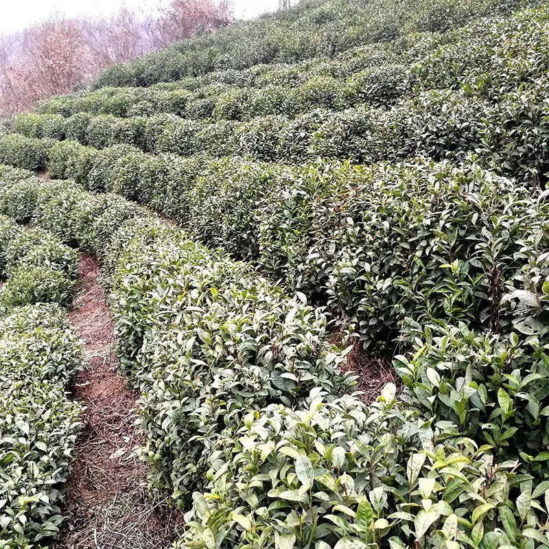 茶籽茶果茶种茶子新货种植早采摘明前