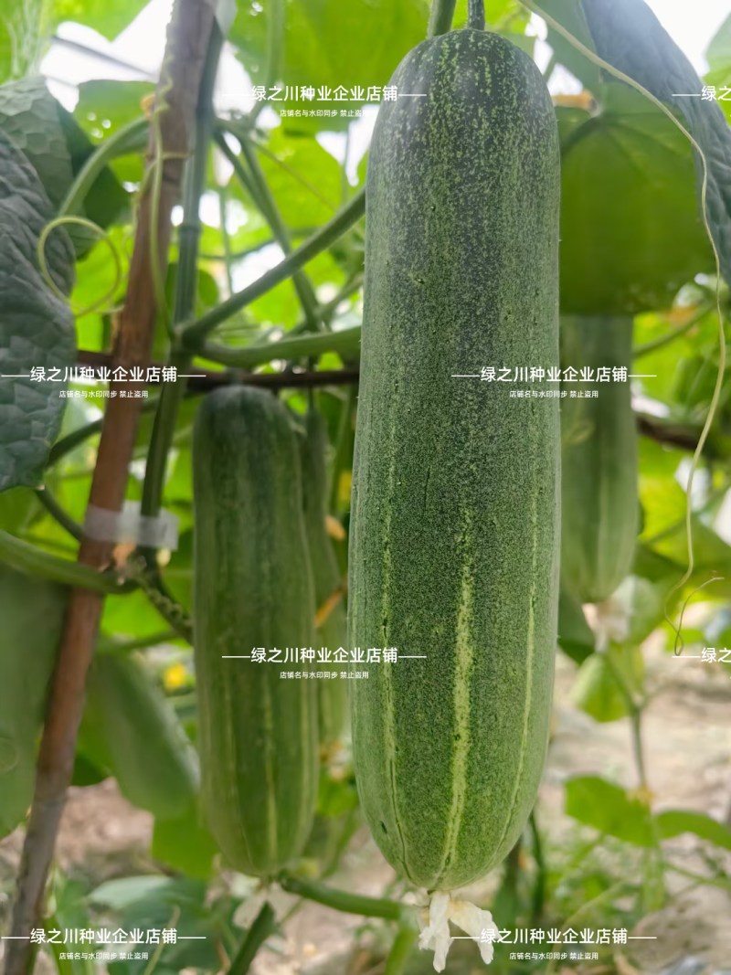 水果吊瓜种子脆甜耐热种籽高产青黄瓜种子实心水果黄瓜种子