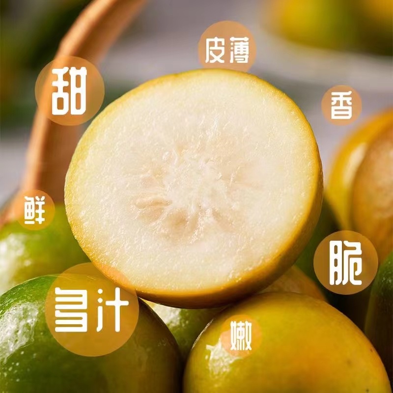 广西融安脆蜜金桔原产地发货十车八不是问题，一件代发也给你安排