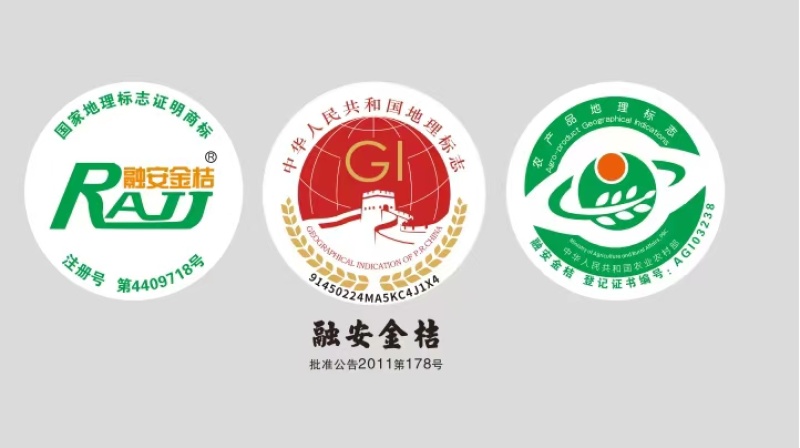 广西融安脆蜜金桔原产地发货十车八不是问题，一件代发也给你安排