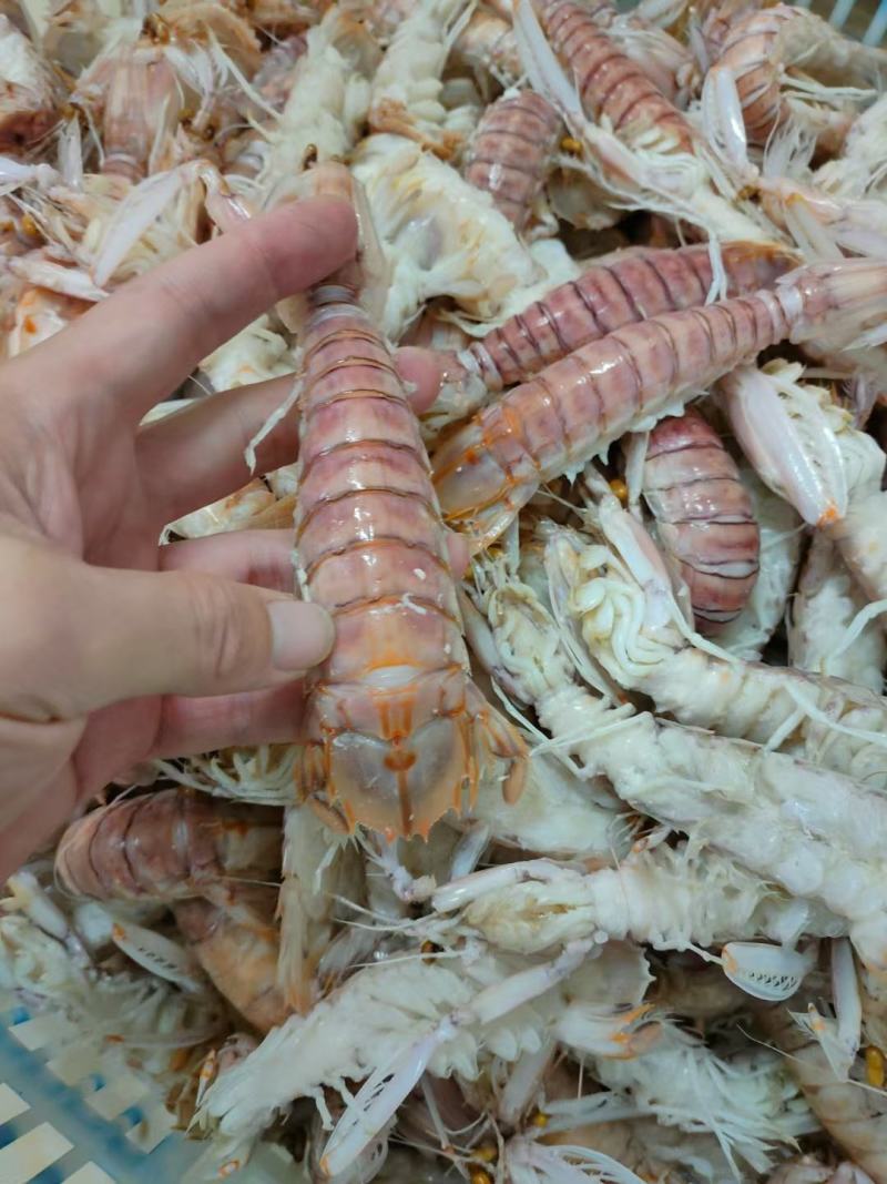 北海皮皮虾