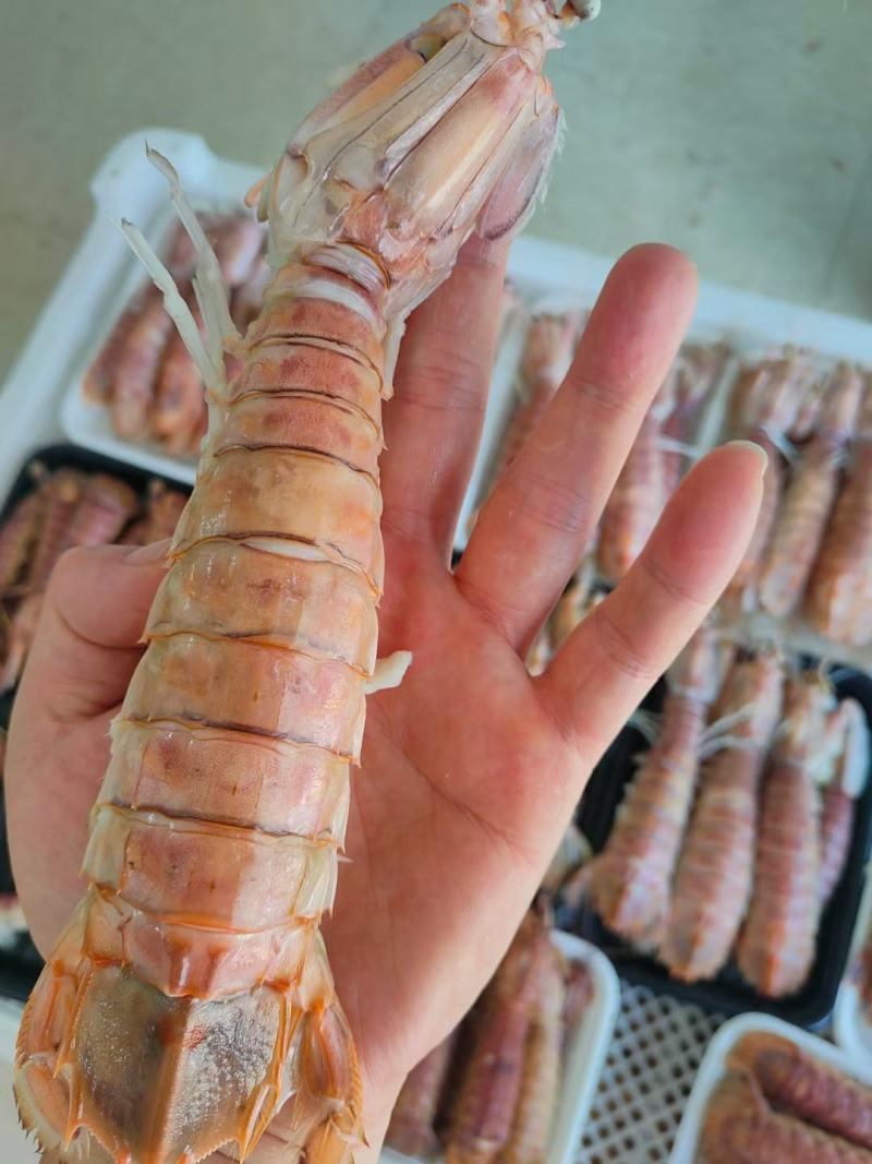 北海皮皮虾