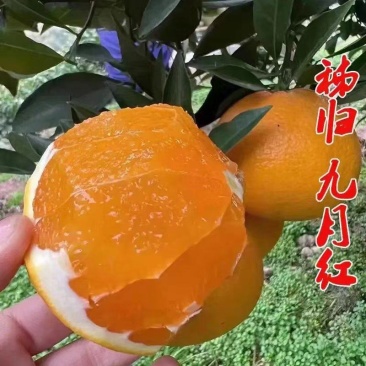 湖北秭归九月红脐橙化渣味甜九月红果冻橙果园看货现摘