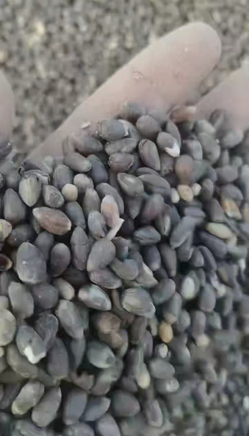 棉花籽