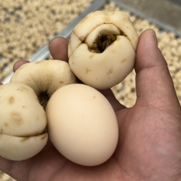 湖北贝母无硫精选个子