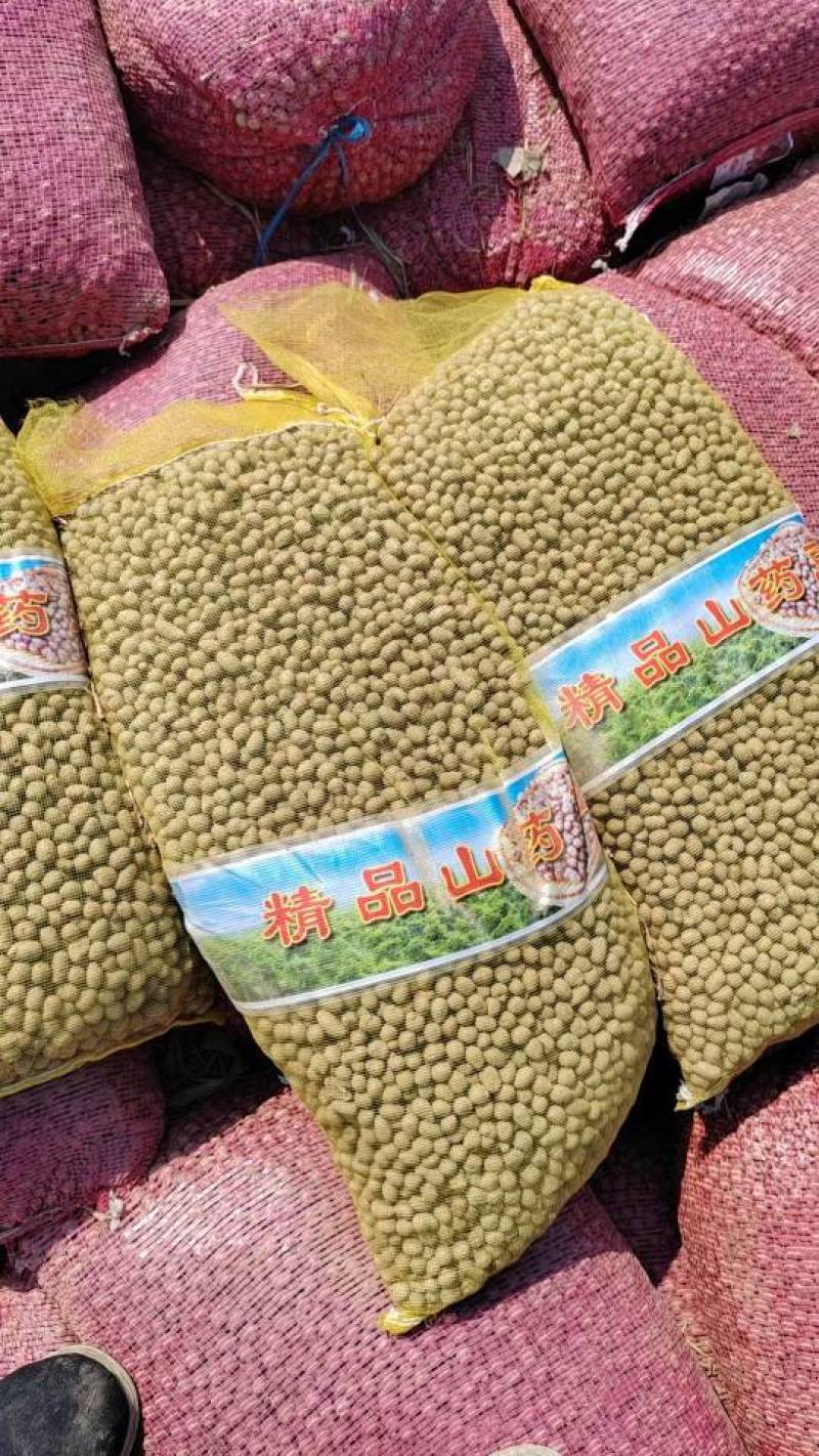 白玉山药豆，育苗种豆，白玉豆苗，各种规格齐全！大量现货！