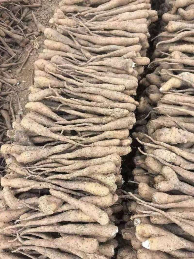 白玉山药豆，育苗种豆，白玉豆苗，各种规格齐全！大量现货！