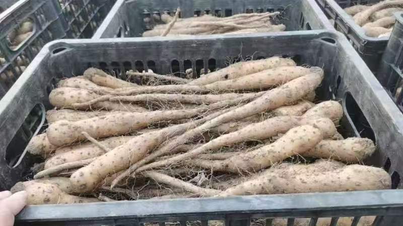 白玉山药豆，育苗种豆，白玉豆苗，各种规格齐全！大量现货！