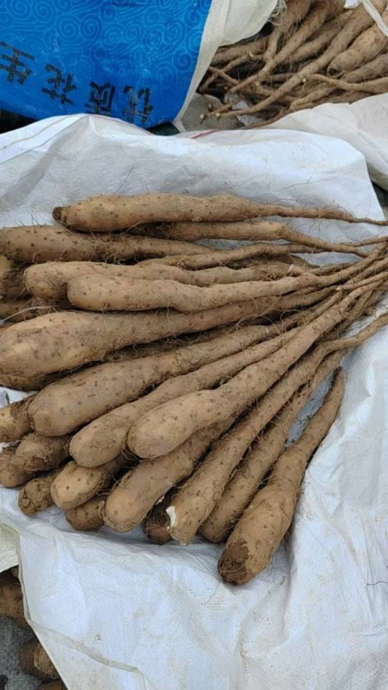 白玉山药豆，育苗种豆，白玉豆苗，各种规格齐全！大量现货！