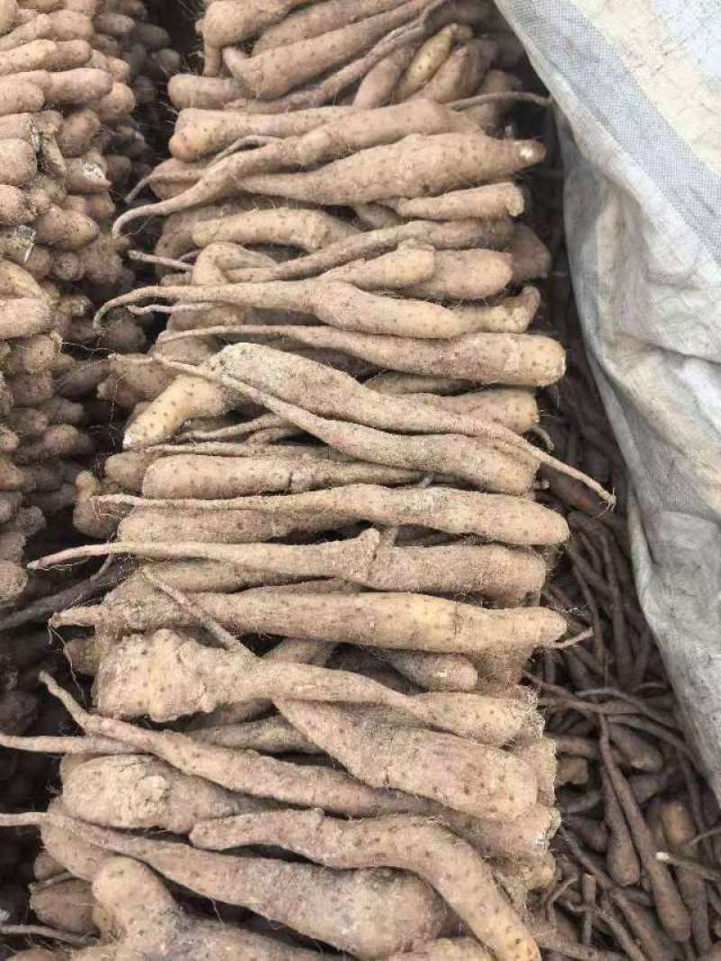 白玉山药豆，育苗种豆，白玉豆苗，各种规格齐全！大量现货！