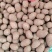 白玉山药豆，白玉豆苗，大量现货批发！