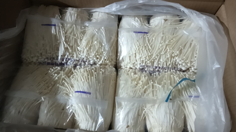 【金针菇】山东潍坊基地直发质量保证货源充足欢迎订购