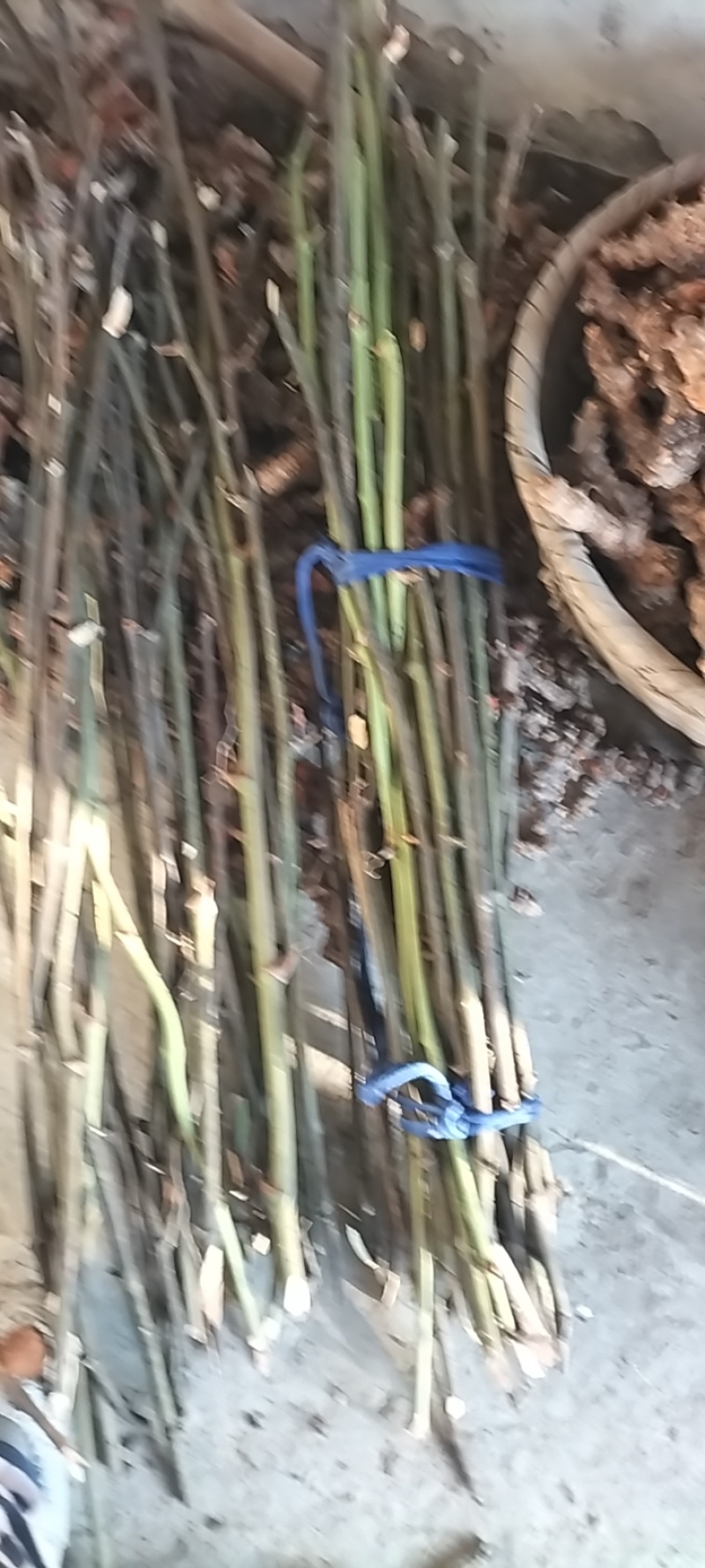 浙江金刚藤，天然无污染，助力健康生活，营养丰富，欢迎选购！