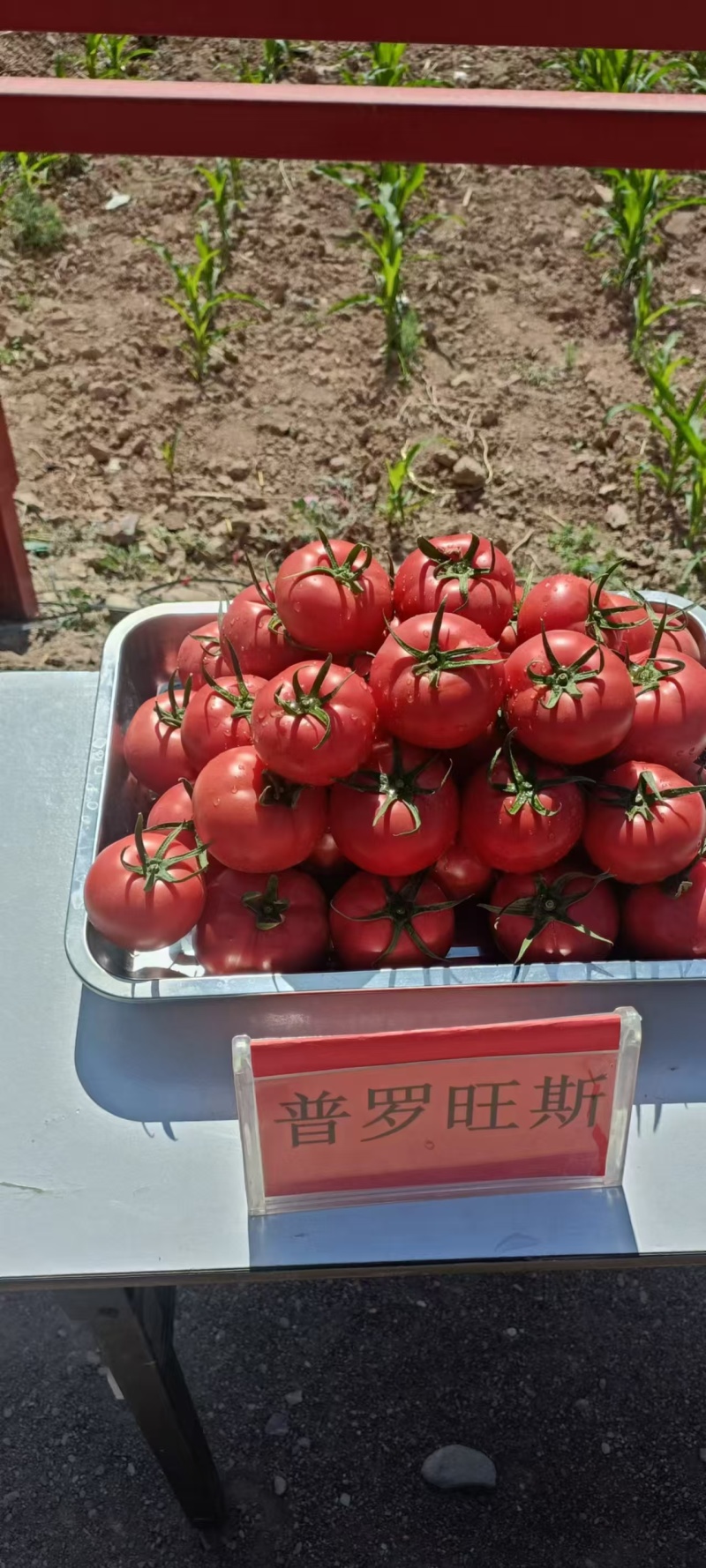 普罗旺斯种子