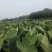 香芋天府香芋四川芋头香芋头粉糯香甜产地发货
