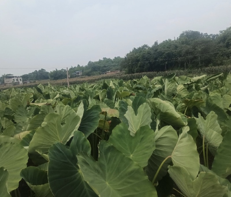 香芋天府香芋四川芋头香芋头粉糯香甜产地发货