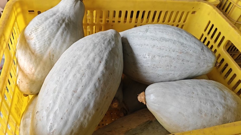 无添加贵族南瓜长期供货价格美丽，二月底上市100吨