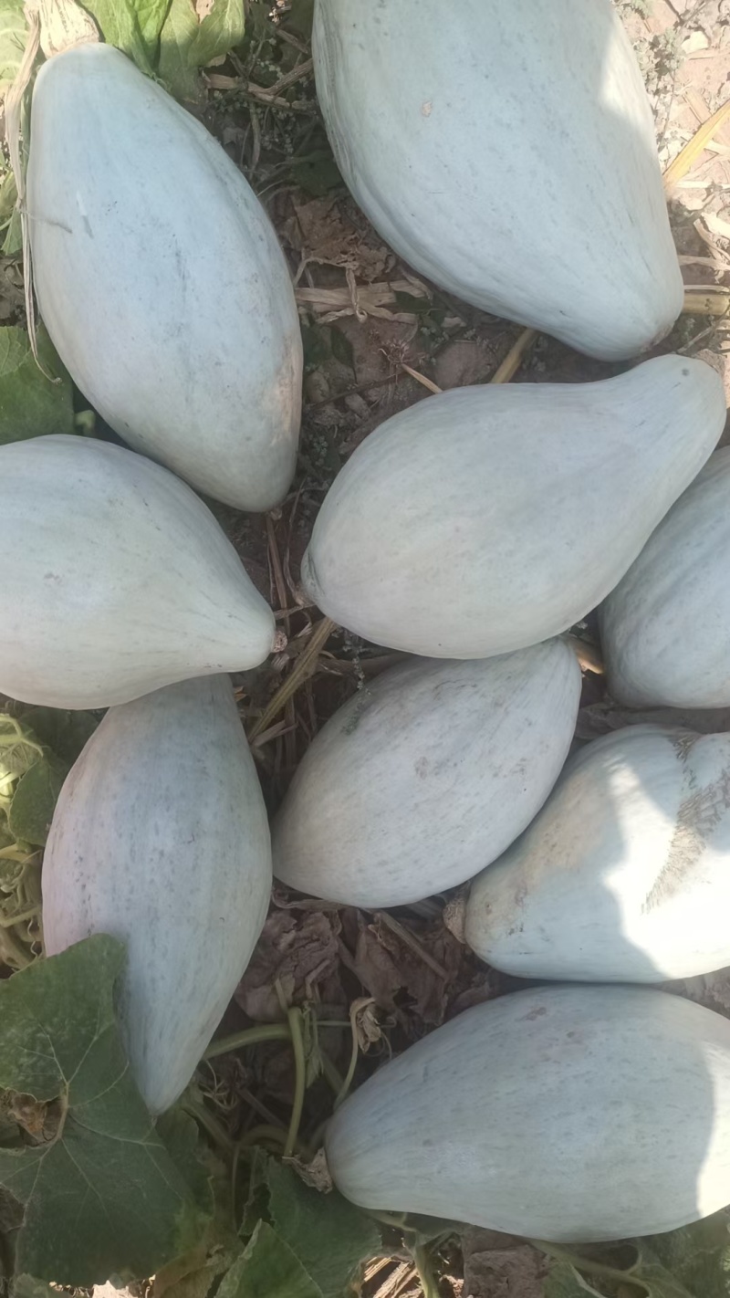 无添加贵族南瓜长期供货价格美丽，二月底上市100吨