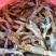 烘干沙逛鱼，凤尾鱼，大量出货，欢迎全国采购商致电
