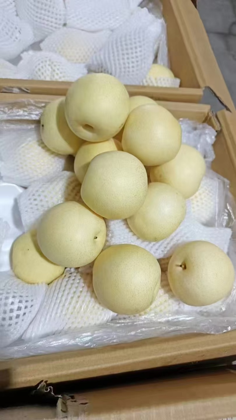 高山藏乌梨口感脆甜多汁。清脆爽口。含糖量高。高档水果。