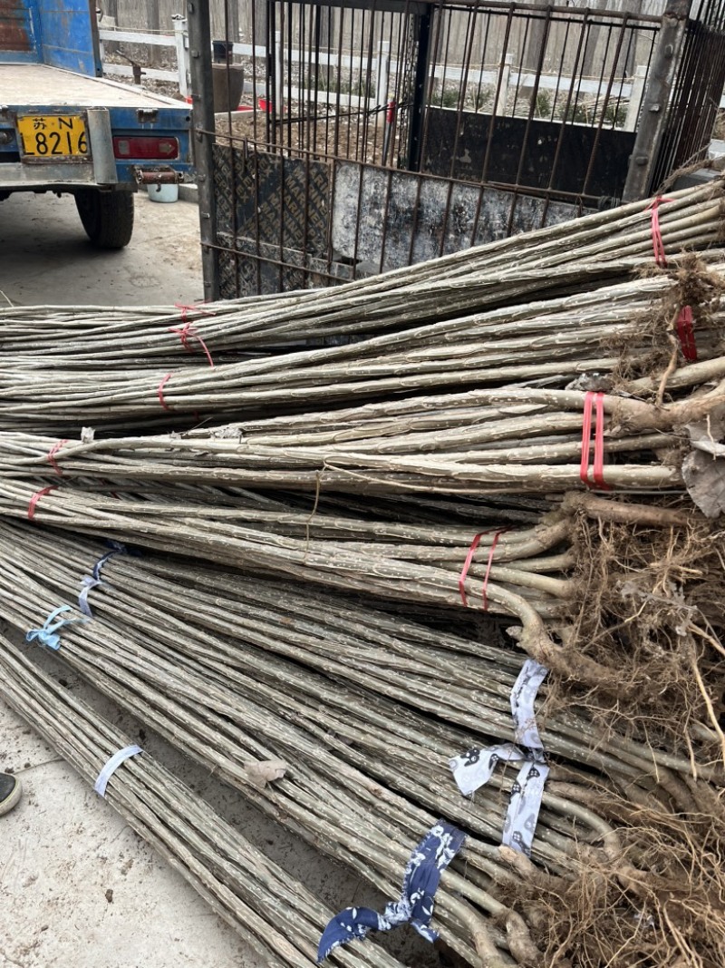 江苏3804杨树苗品质保证诚信经营欢迎联系各规格都有
