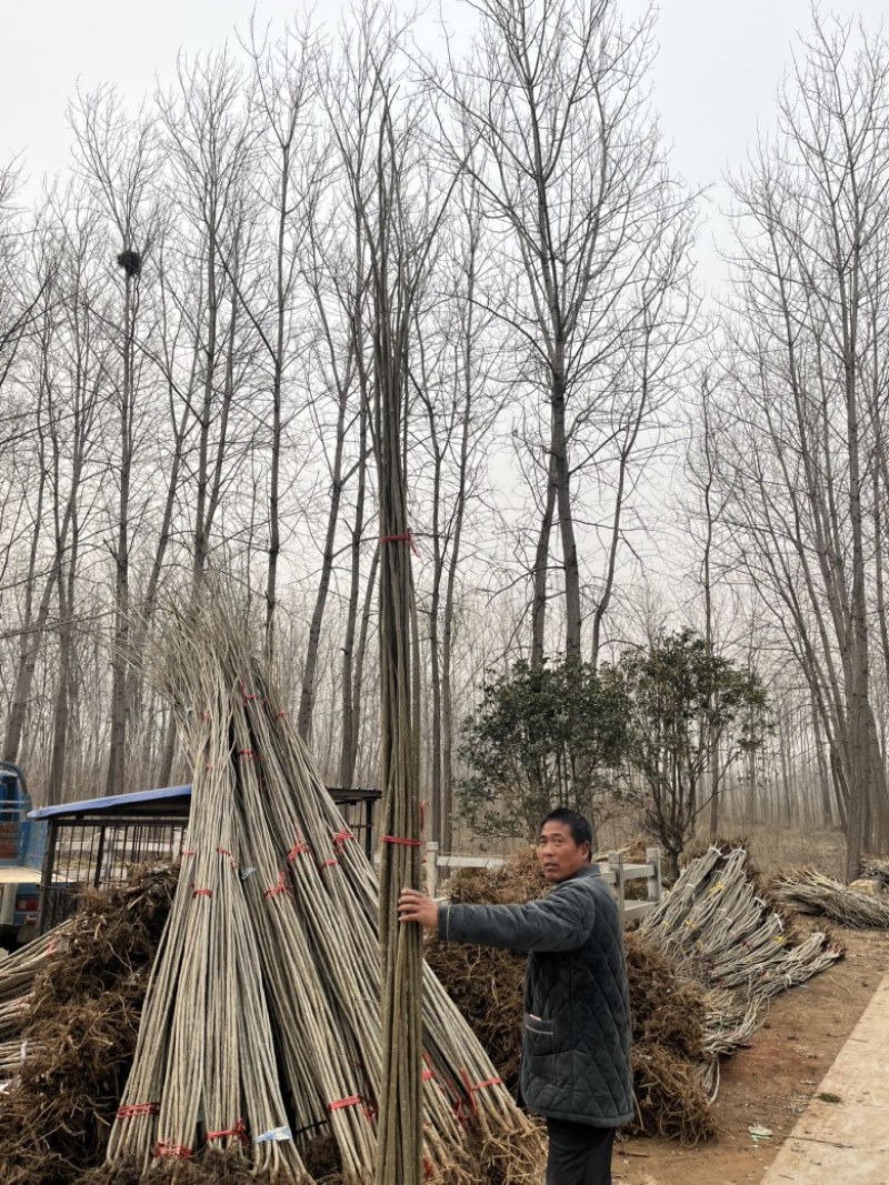 江苏3804杨树苗品质保证诚信经营欢迎联系各规格都有