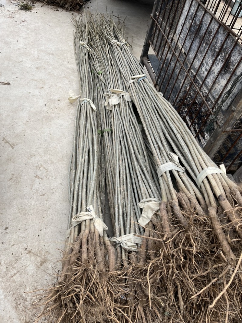 江苏3804杨树苗品质保证诚信经营欢迎联系各规格都有