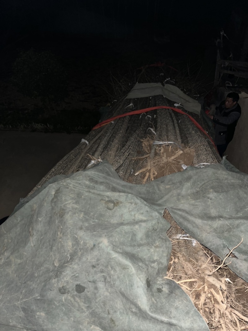 江苏3804杨树苗品质保证诚信经营欢迎联系各规格都有