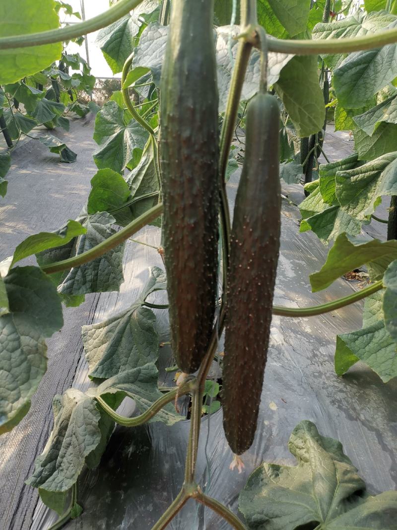 津优365黄瓜种子20g早熟越冬早春温室大棚短把绿肉绿瓤