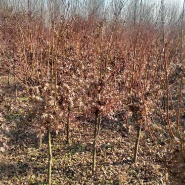 红枫基地，杯苗地苗，色泽鲜艳，植株健壮，各种规格齐全