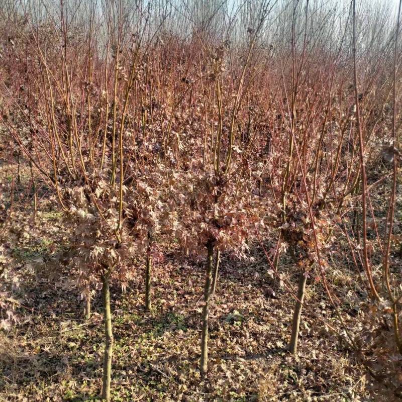 红枫基地，杯苗地苗，色泽鲜艳，植株健壮，各种规格齐全