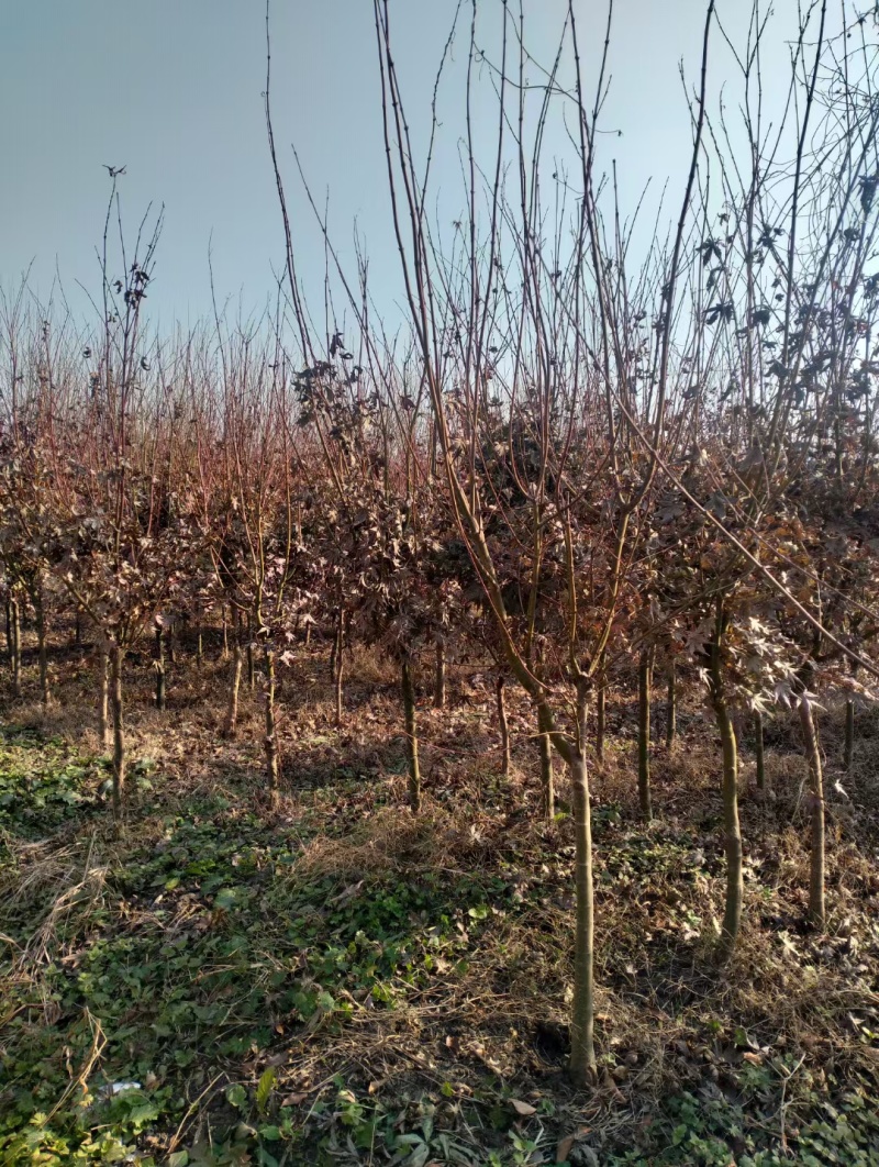 红枫基地，杯苗地苗，色泽鲜艳，植株健壮，各种规格齐全