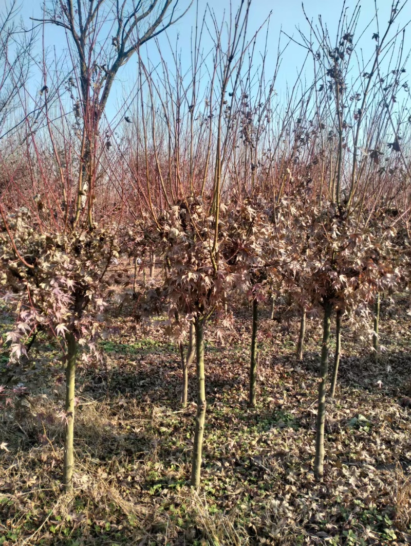 红枫基地，杯苗地苗，色泽鲜艳，植株健壮，各种规格齐全