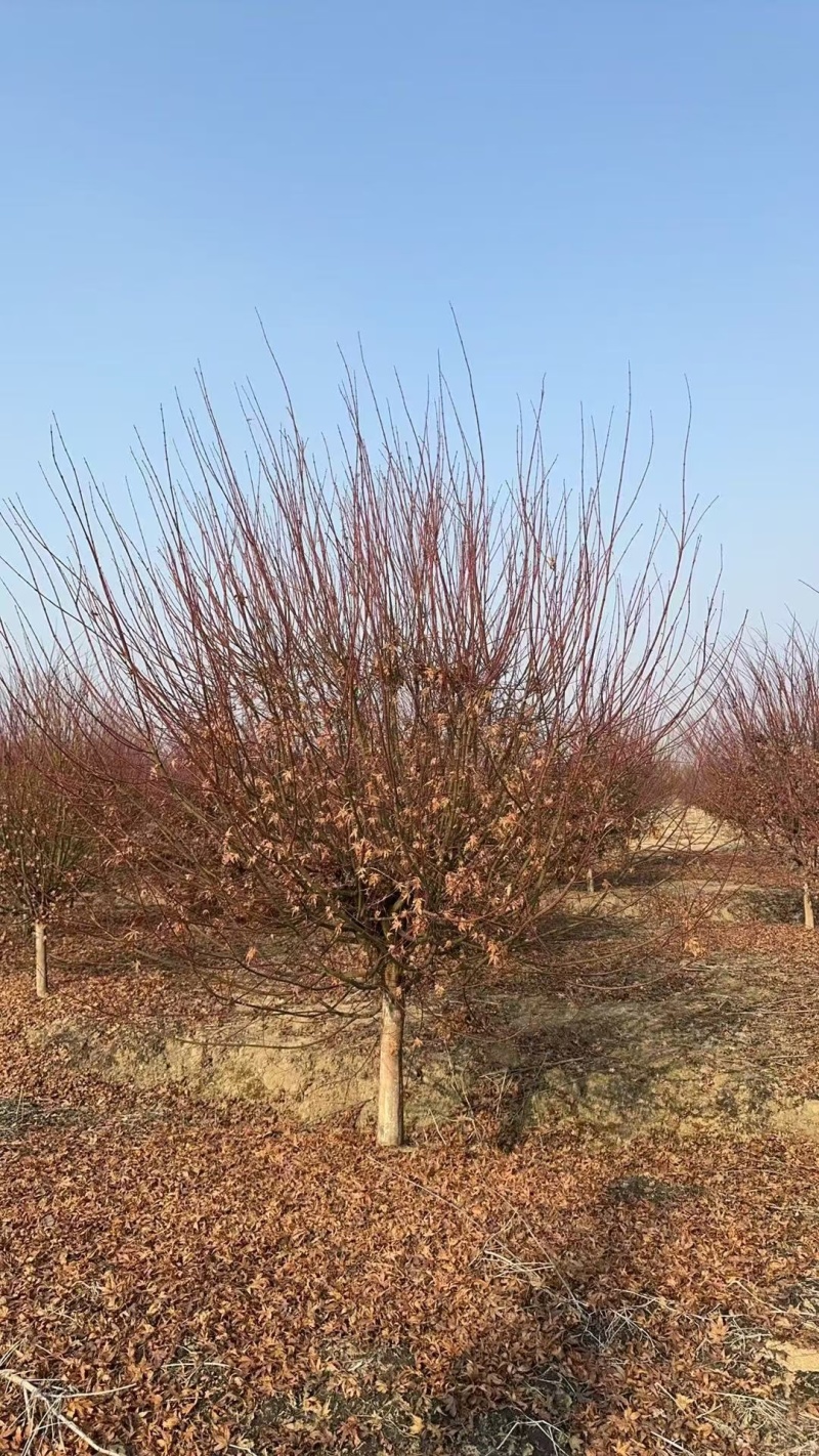 红枫基地，杯苗地苗，色泽鲜艳，植株健壮，各种规格齐全