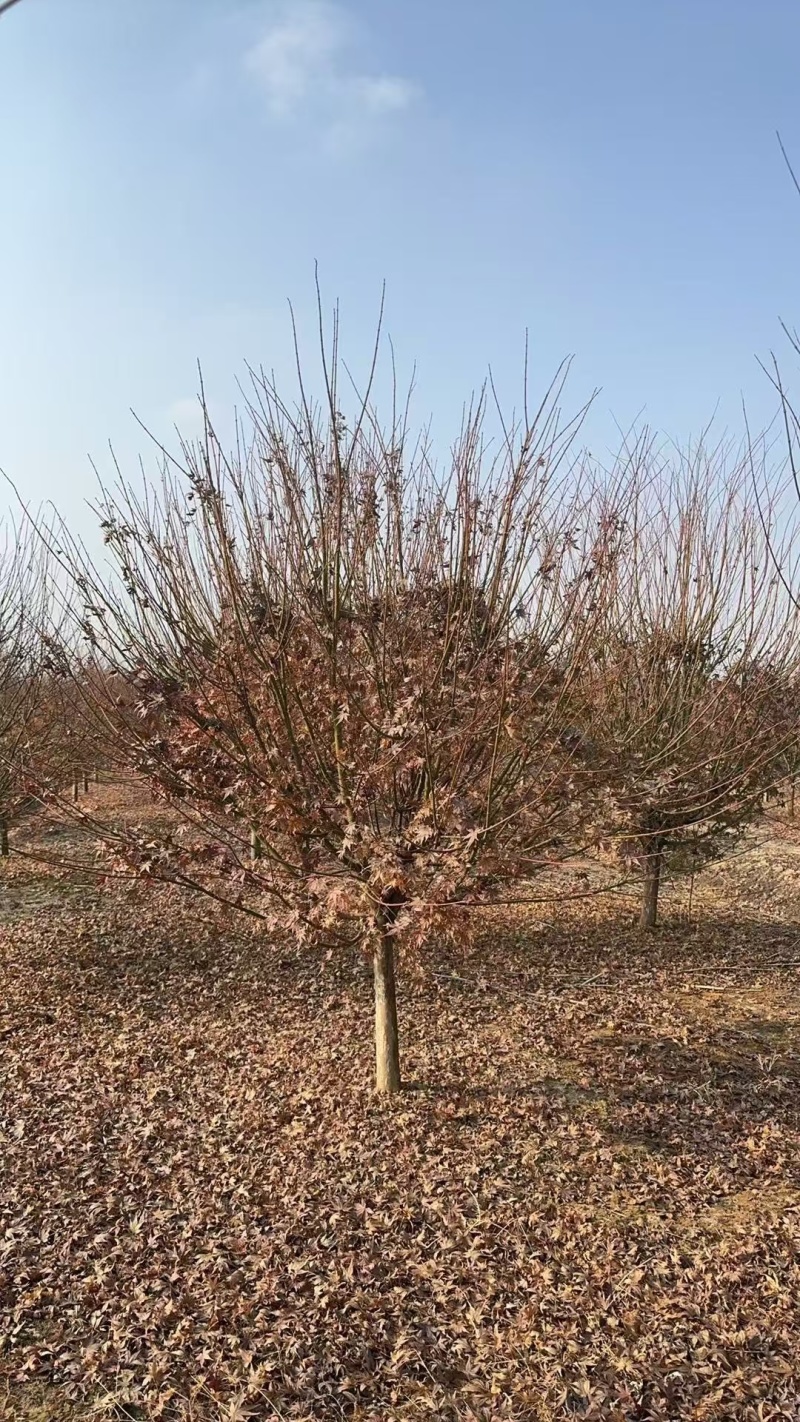 红枫基地，杯苗地苗，色泽鲜艳，植株健壮，各种规格齐全