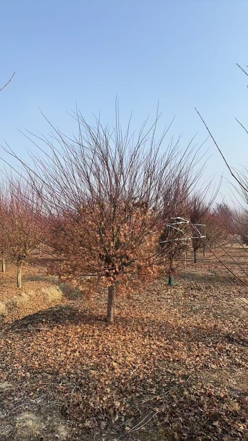 红枫基地，杯苗地苗，色泽鲜艳，植株健壮，各种规格齐全