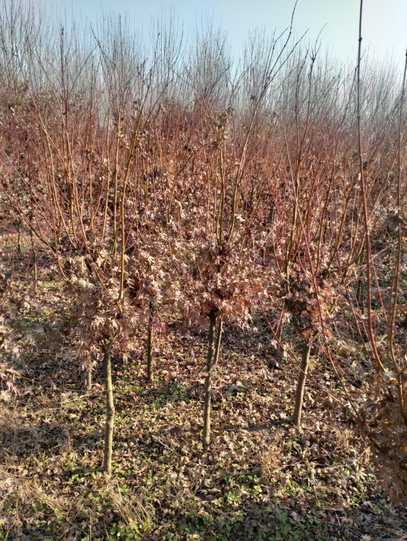 红枫基地，杯苗地苗，色泽鲜艳，植株健壮，各种规格齐全