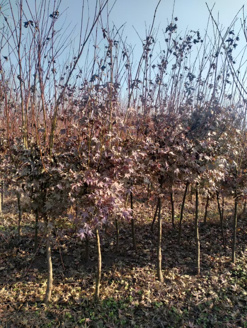 红枫基地，杯苗地苗，色泽鲜艳，植株健壮，各种规格齐全