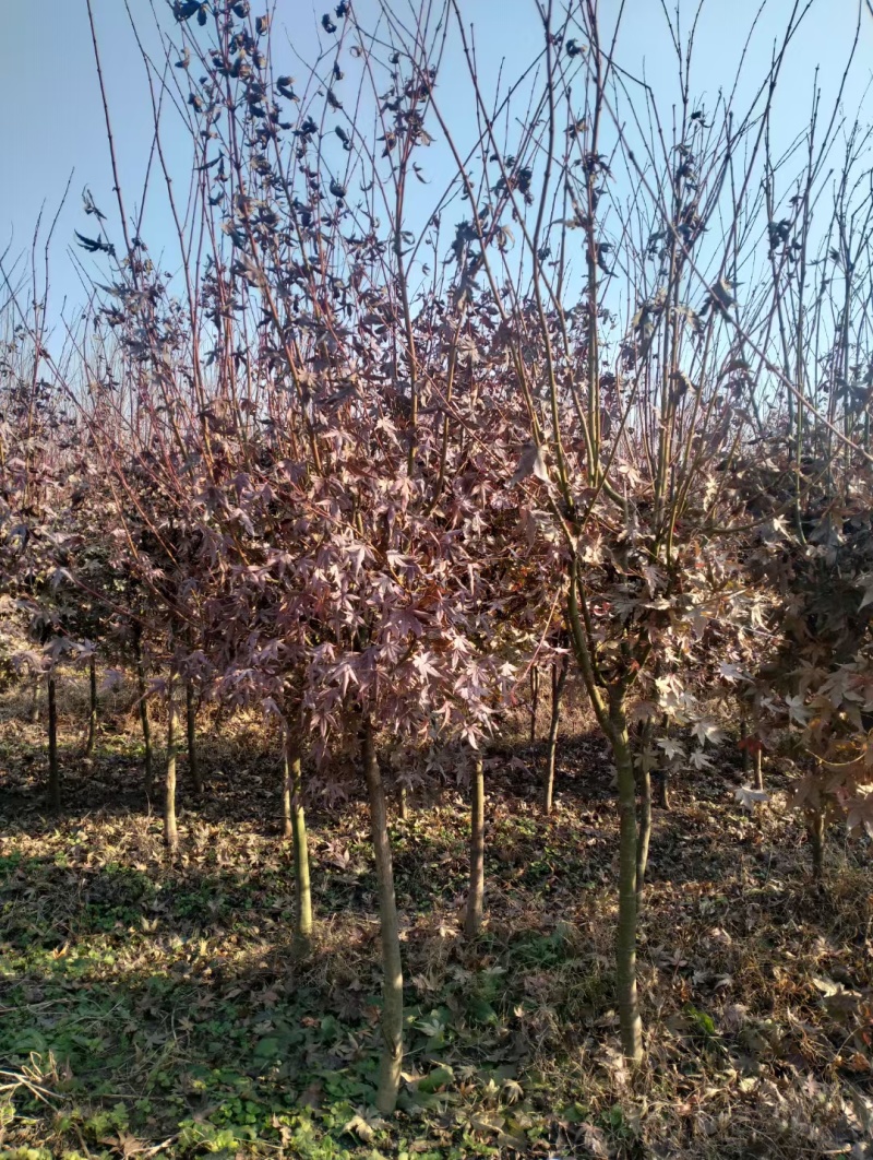 红枫基地，杯苗地苗，色泽鲜艳，植株健壮，各种规格齐全