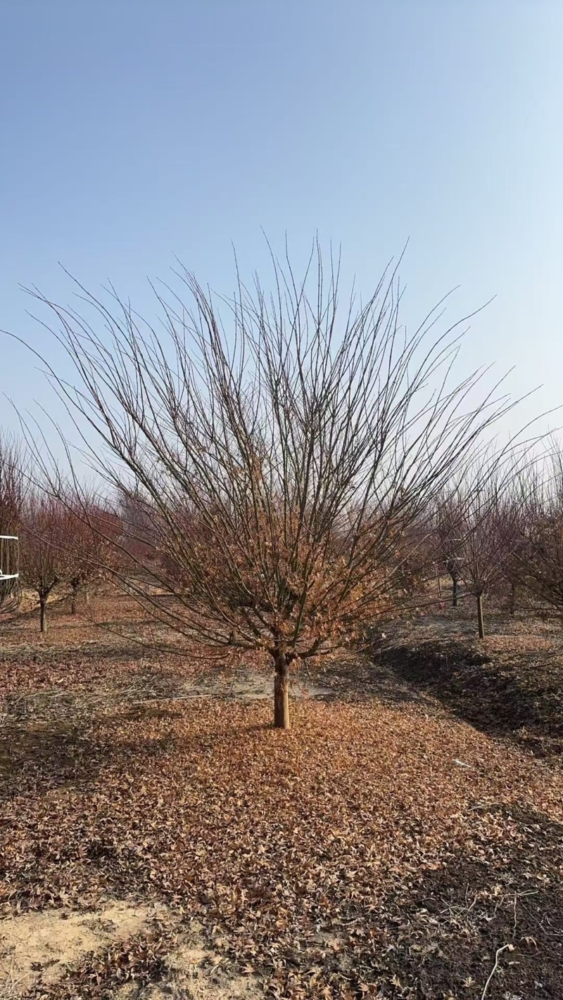 红枫基地，杯苗地苗，色泽鲜艳，植株健壮，各种规格齐全