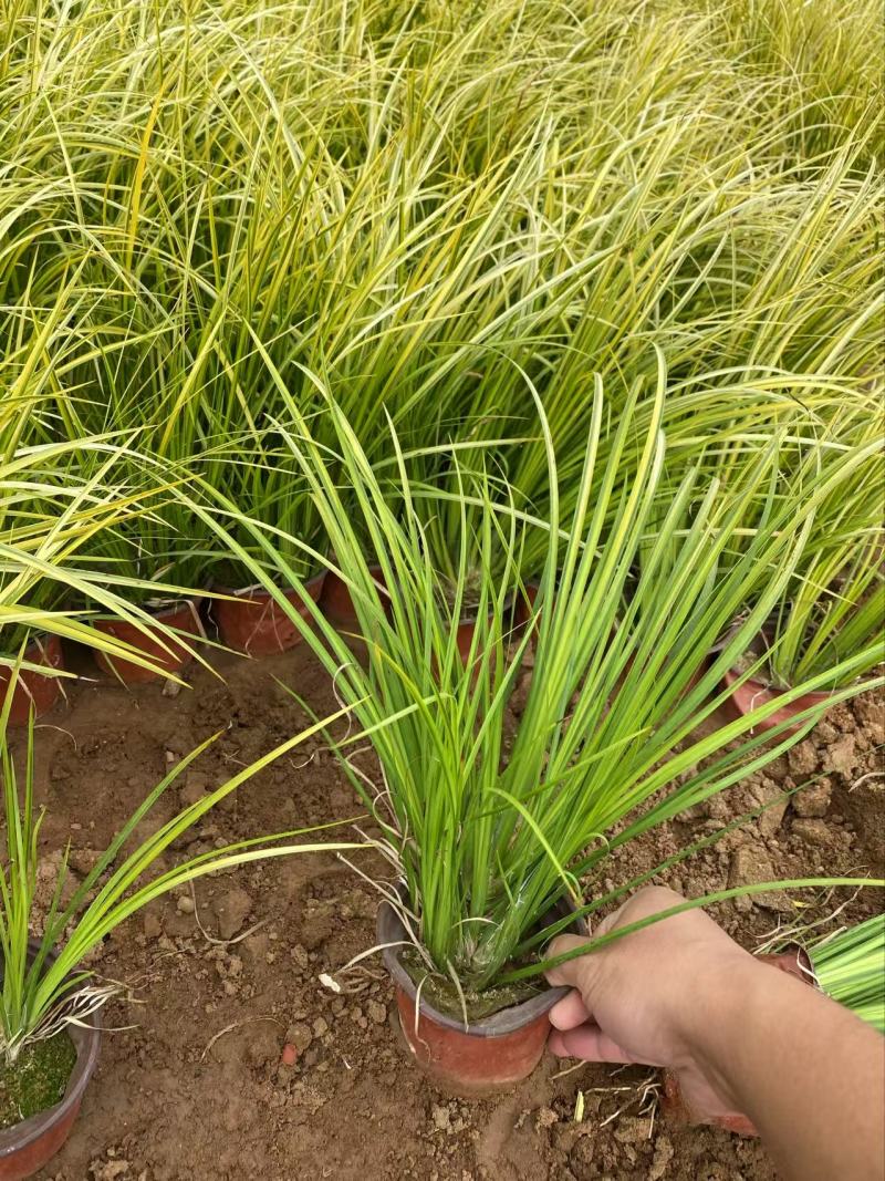 金边石菖蒲