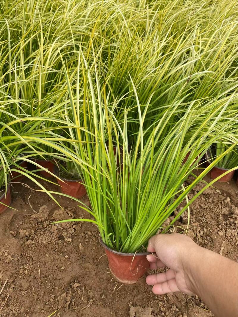 金边石菖蒲