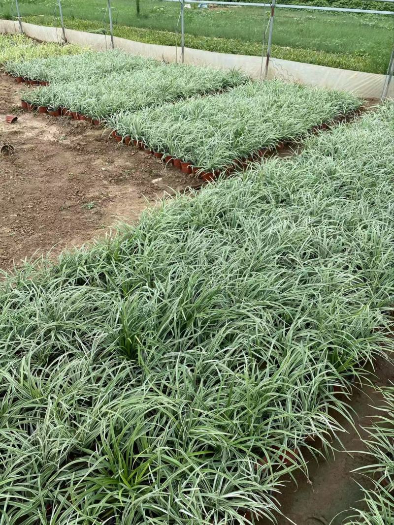 精品丽蚌草优质丽蚌草