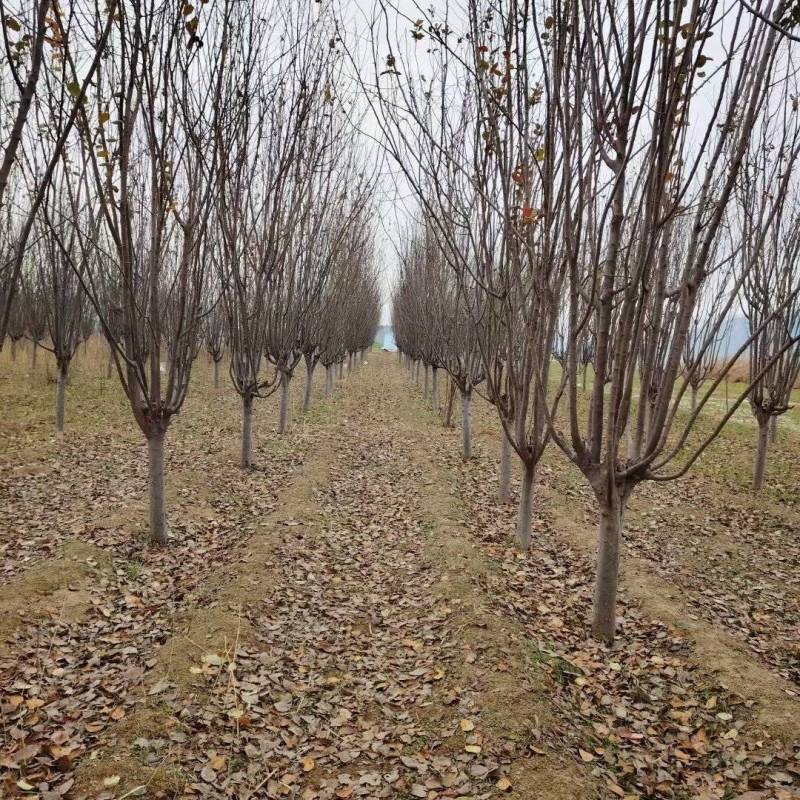 西府海棠基地，杯苗地苗，色泽鲜艳，植株健壮，各种规格齐全