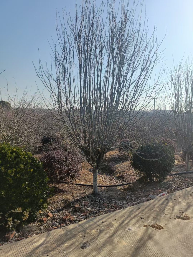 西府海棠基地，杯苗地苗，色泽鲜艳，植株健壮，各种规格齐全