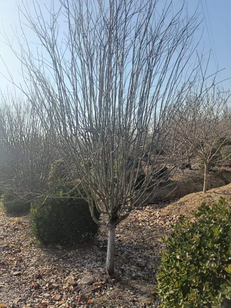 西府海棠基地，杯苗地苗，色泽鲜艳，植株健壮，各种规格齐全