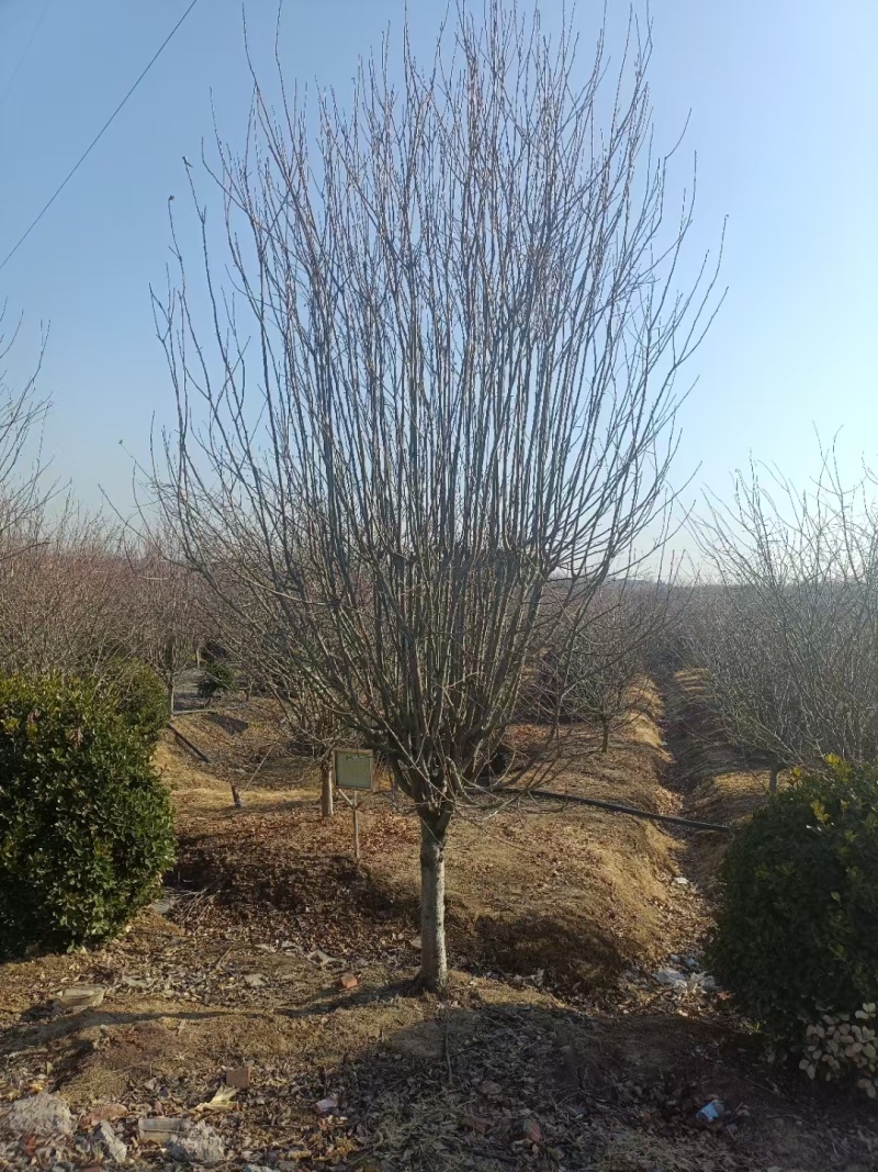 西府海棠基地，杯苗地苗，色泽鲜艳，植株健壮，各种规格齐全
