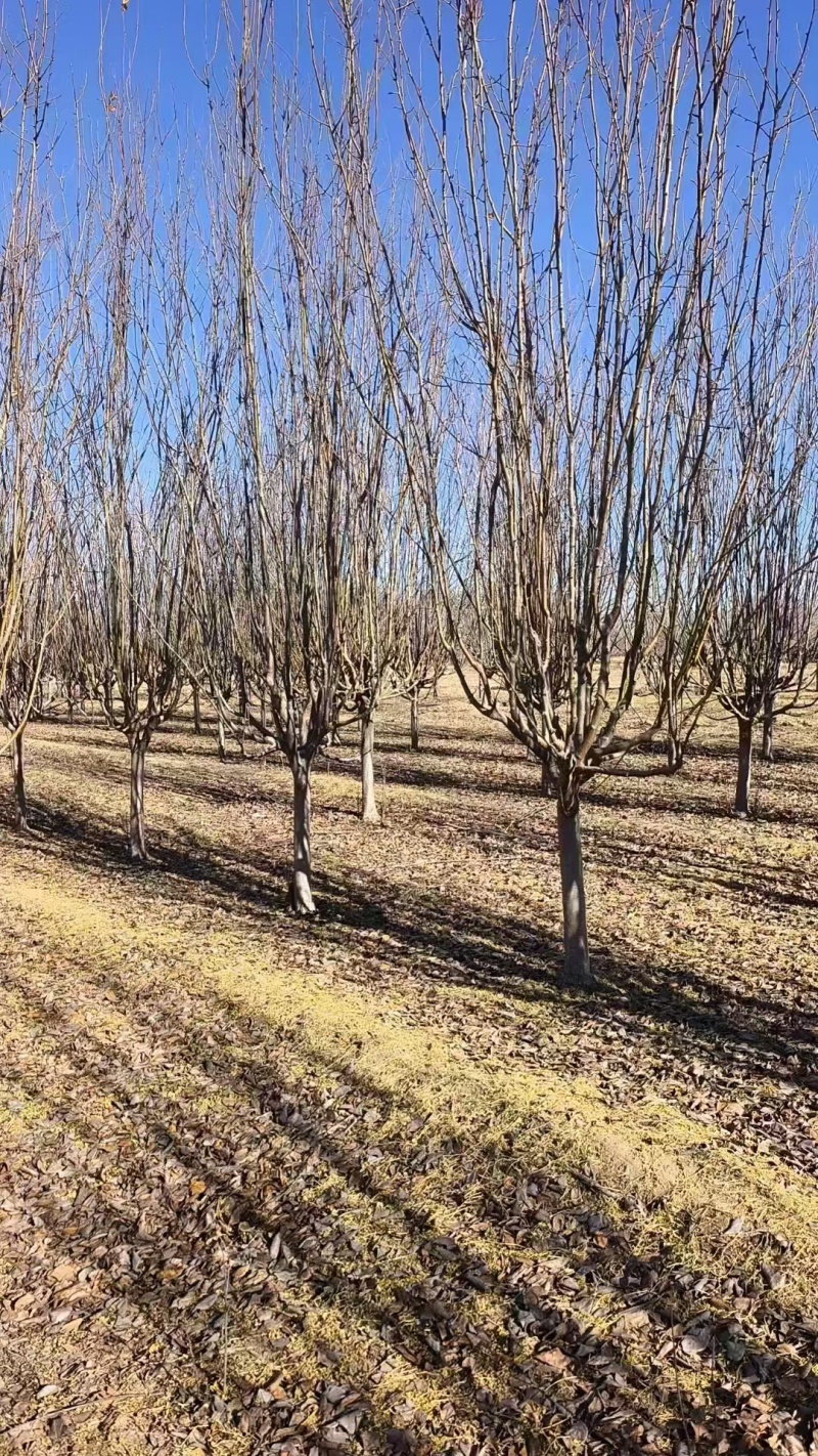 西府海棠基地，杯苗地苗，色泽鲜艳，植株健壮，各种规格齐全