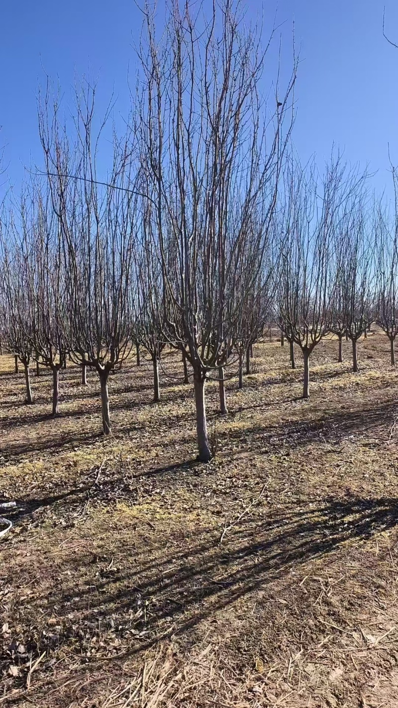 西府海棠基地，杯苗地苗，色泽鲜艳，植株健壮，各种规格齐全