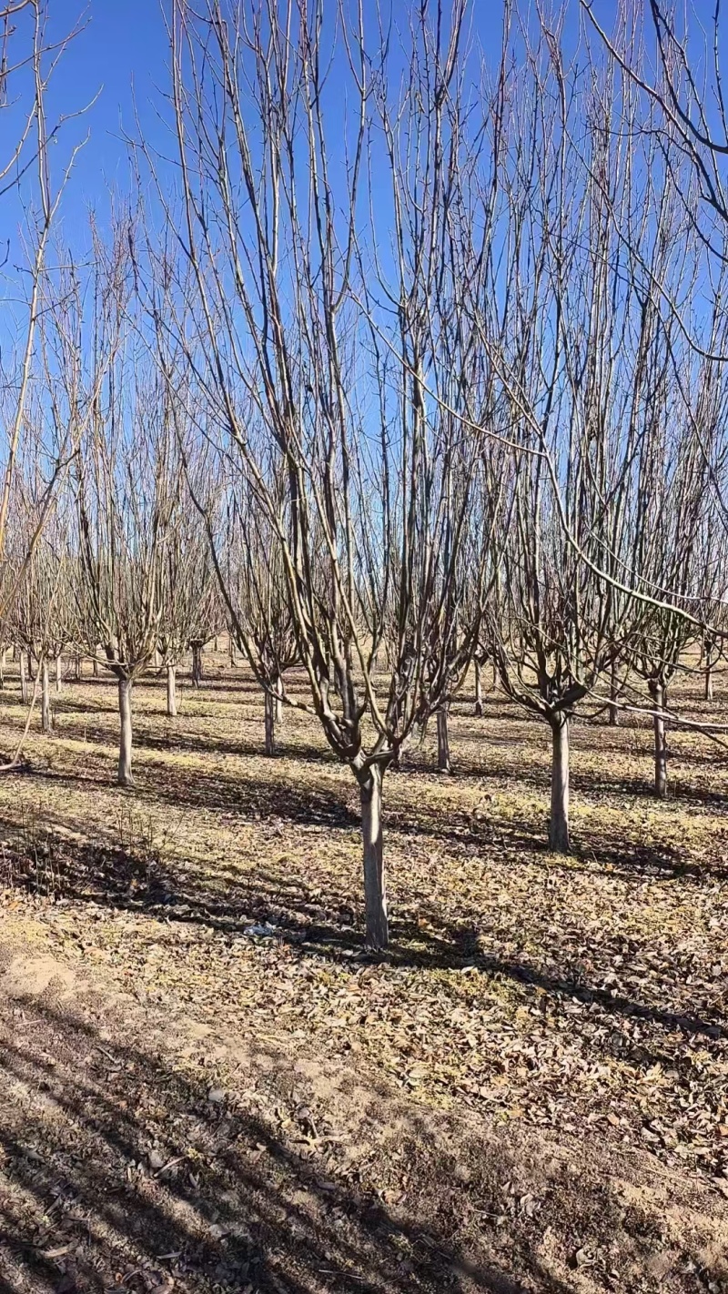 西府海棠基地，杯苗地苗，色泽鲜艳，植株健壮，各种规格齐全